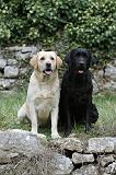LABRADOR 862